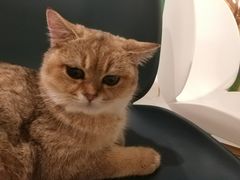 -飞行喵MR PILOT|猫舍·猫咖(静安大融城店)