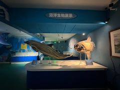 -烟台海昌鲸鲨海洋公园
