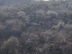 -红光山