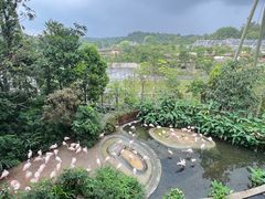 -新加坡飞禽公园