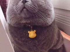 -喵zoo家庭繁育猫舍(尖东智能花园店)