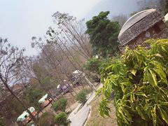 -大树秋千