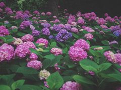 -上海滨江森林公园