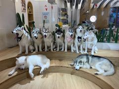 -Husky Go! 哈士奇体验馆·宠物咖啡厅狗咖