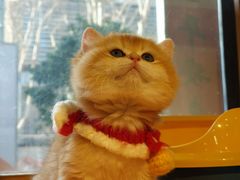 -欣宠猫屋·矮脚拿破仑·蓝金金渐层