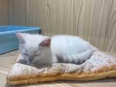 -屋虎猫馆(宝安大仟里店)