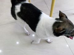 -乐琪宠物医院·犬猫专科·骨外科·急重症