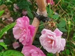 -东莞植物园