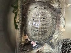 -杏花樓(大世界店)