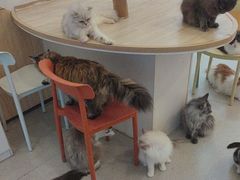 -小小班私人影院·猫咖(万达茂广场店)