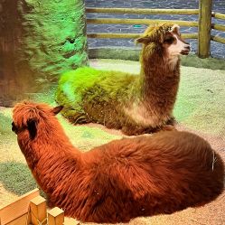 -Zoolung Zoolung动物主题公园(海信广场店)