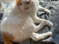 -平行世界·猫咖(首经贸店)