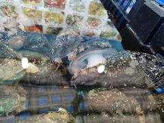 -七鲜渔港美食餐厅(巽寮湾海景店)