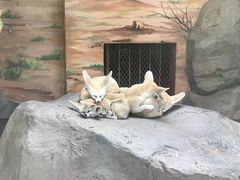 -上海野生动物园