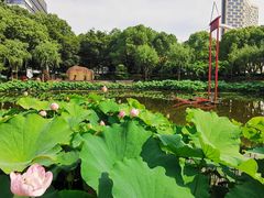 -陈家山荷花公园
