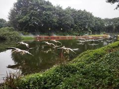 -广州长隆飞鸟乐园
