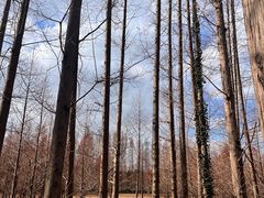 -黄海国家森林公园