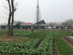 -田园东方蜜桃村的田野营地