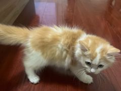 -瑞鹏宠物医院·骨科·猫科·内科(第一中心)