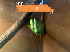 -上海大自然野生昆虫馆(东方明珠·爬宠昆虫探索中心)
