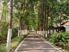 -合肥滨湖国家森林公园