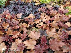 -龙大花卉苗木市场