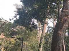 -西双版纳原始森林公园