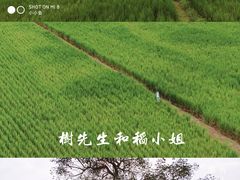 -艾米稻香小镇