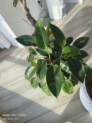 -HEYAN荷妍专业脱毛连锁机构