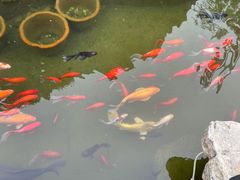 -合肥滨湖国家森林公园