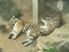 -大连森林动物园