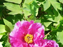 -洛阳郁金香牡丹园