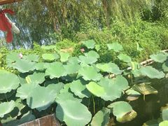 -白洋淀景区