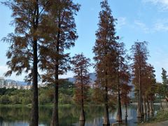 -飞来湖湿地公园
