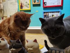 -猫小院猫主题咖啡厅(北锣店)