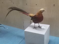 -陕西自然博物馆