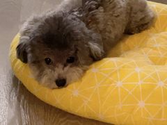 -喵汪萌宠屋旗舰店.洗澡美容.猫狗基地