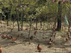 -龙坞茶村