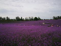 -紫颐香薰山谷景区