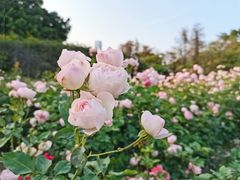 -人民公园(罗湖区)