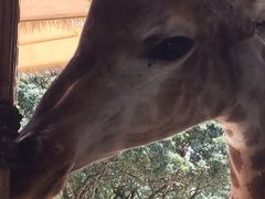 -深圳野生动物园
