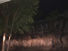 -清迈夜间动物园