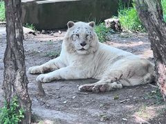 -上海野生动物园老虎餐厅