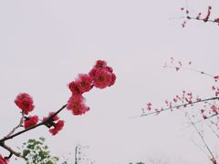 -秀丽东方