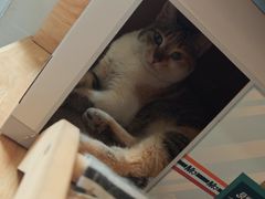 -伟伟宠物医院·CT影像中心·瑞派犬猫综合性门诊(汉口总院)