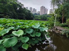 -龙头寺公园