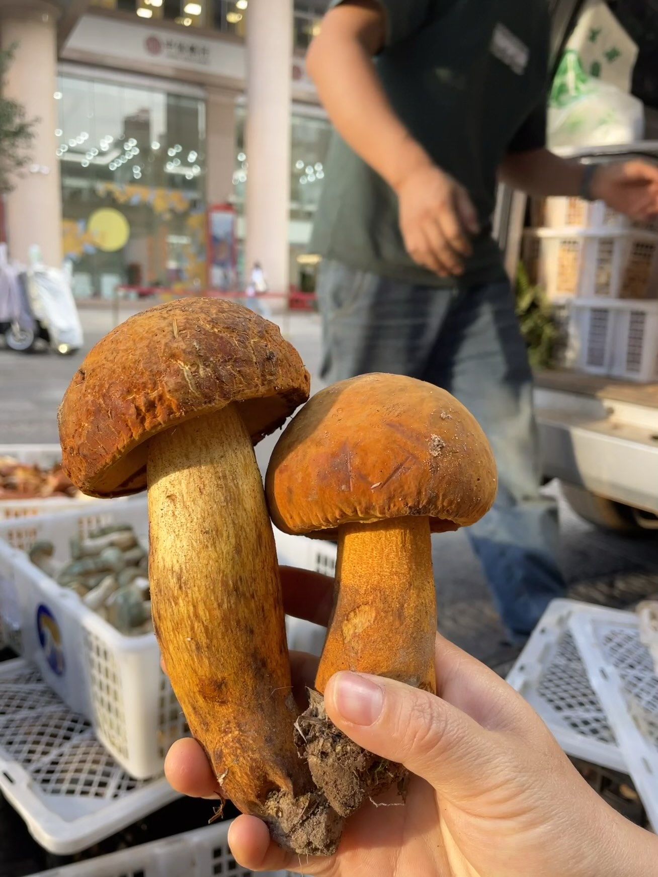 黄牛肝菌最适合以下几类人群食用: 营养需