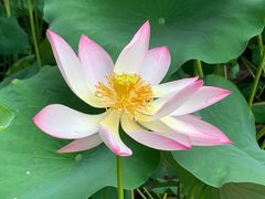 -老上海葱油饼(黄河路店)