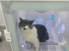 -爱洗澡的猫(望京店)