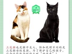 -翊宠yipet猫狗购宠庄园